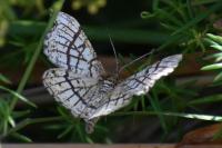 Chiasmia clathrata