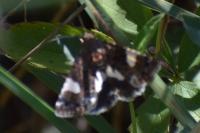 Tyta luctuosa