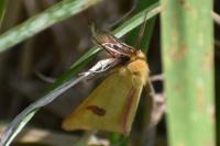 Diacrisia sannio