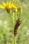 Tyria jacobaeae