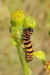 Tyria jacobaeae