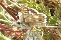 Pyrgus armoricanus