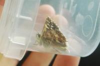 Pyrgus armoricanus
