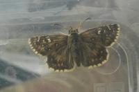 Pyrgus armoricanus
