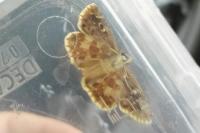 Pyrgus armoricanus