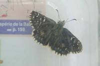 Pyrgus armoricanus