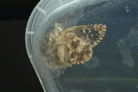 Pyrgus armoricanus