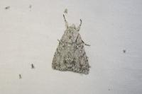 Acronicta aceris