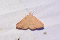 Paracolax tristalis