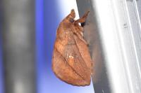 Euthrix potatoria