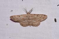 Hypomecis punctinalis