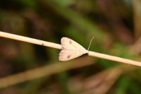 Rivula sericealis