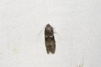 Blastobasis glandulella