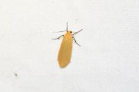 Wittia sororcula
