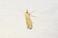 Ematheudes punctella