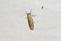 Pelosia muscerda