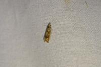 Eucosma conterminana