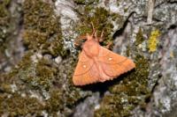 Odonestis pruni