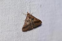 Stemmatophora brunnealis