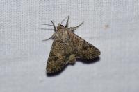 Anarta trifolii