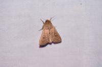 Mythimna ferrago