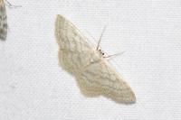 Idaea subsericeata