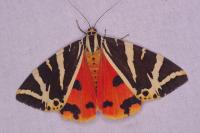 Euplagia quadripunctaria