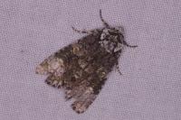 Craniophora ligustri