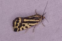 Emmelia trabealis