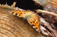 Nymphalis polychloros