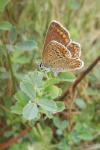 Polyommatus icarus