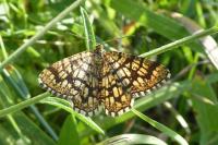 Chiasmia clathrata