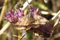 Euclidia glyphica