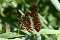 Araschnia levana