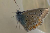 Polyommatus icarus
