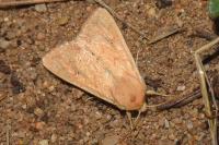 Mythimna vitellina