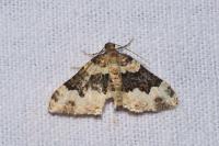 Epirrhoe galiata