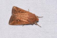 Mythimna albipuncta