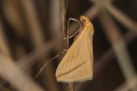 Rhodometra sacraria