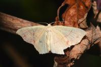 Cyclophora punctaria