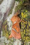 Triodia sylvina