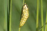 Aporia crataegi