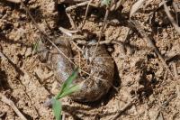 Proserpinus proserpina