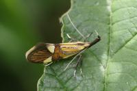 Alabonia geoffrella