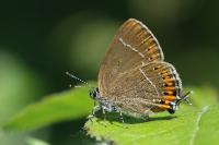 Satyrium pruni