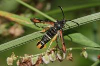 Pyropteron chrysidiforme
