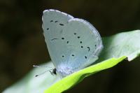 Celastrina argiolus