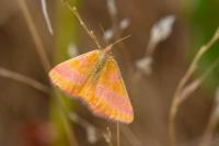 Lythria cruentaria