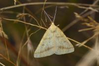 Aspitates ochrearia
