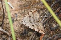 Aplocera plagiata